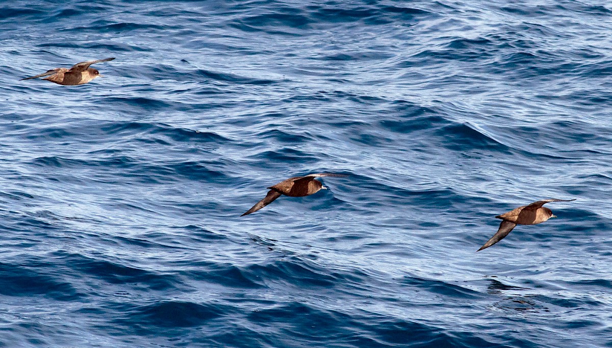 Tītī (Ardenna spp.) at sea, spotted in the northern Ross Sea region. Photo: R. Eisert