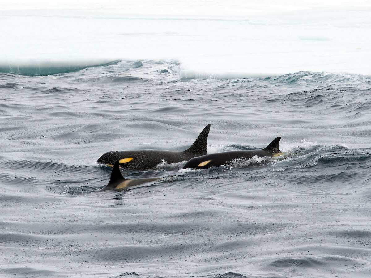 Type-C killer whales are distinguished from other killer whales by their distinctive narrow, upward-sloping eye patches. This type is at home in the icy waters of the southern Ross Sea but also visits New Zealand. Photo: Regina Eisert