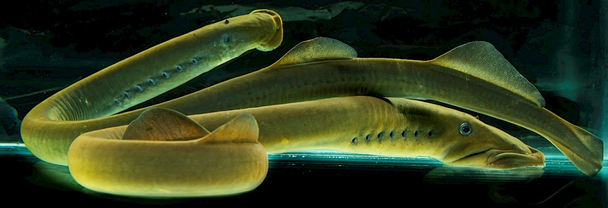 Male and female kanakana – Photo courtesy of Angus McIntosh ecologylive.nz