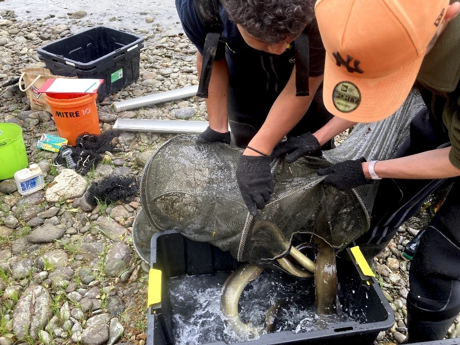 Hokonui Rūnanga rangatahi doing tuna (eel) surveys – photos courtesy of Hokonui Rūnanga