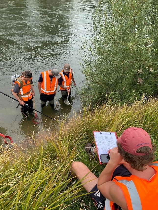 Hokonui Rūnanga kaimahi and University of Canterbury students electrofishing for kanakana – photo courtesy of Hokonui Rūnanga.