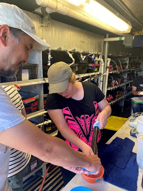 Ralph Lapman (Biologist for Yakama Nation Fisheries) teaching Mollie Lyders (Hokonui) how to strip a Pacific Lamprey in the USA. Photo by Hokonui Rūnanga.