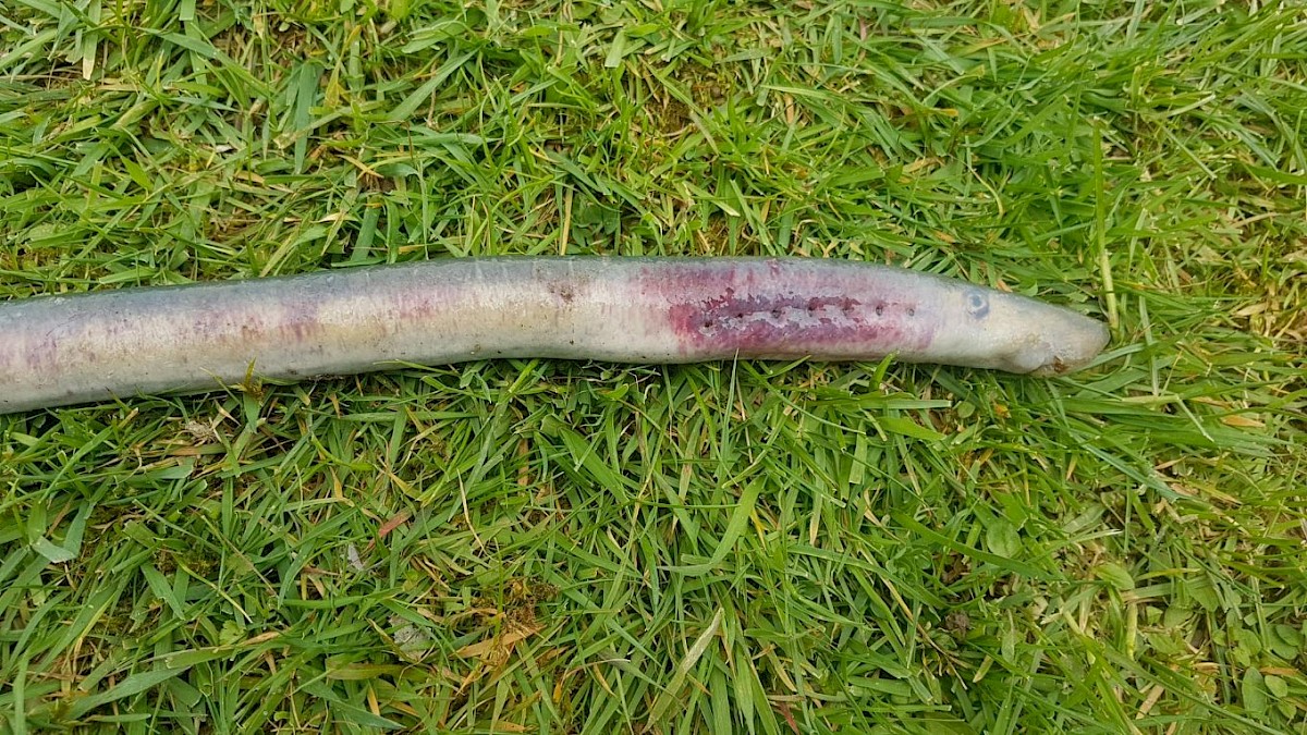 Lamprey Reddening Syndrome (LRS) found on kanakana. Photo by Hokonui Rūnanga.