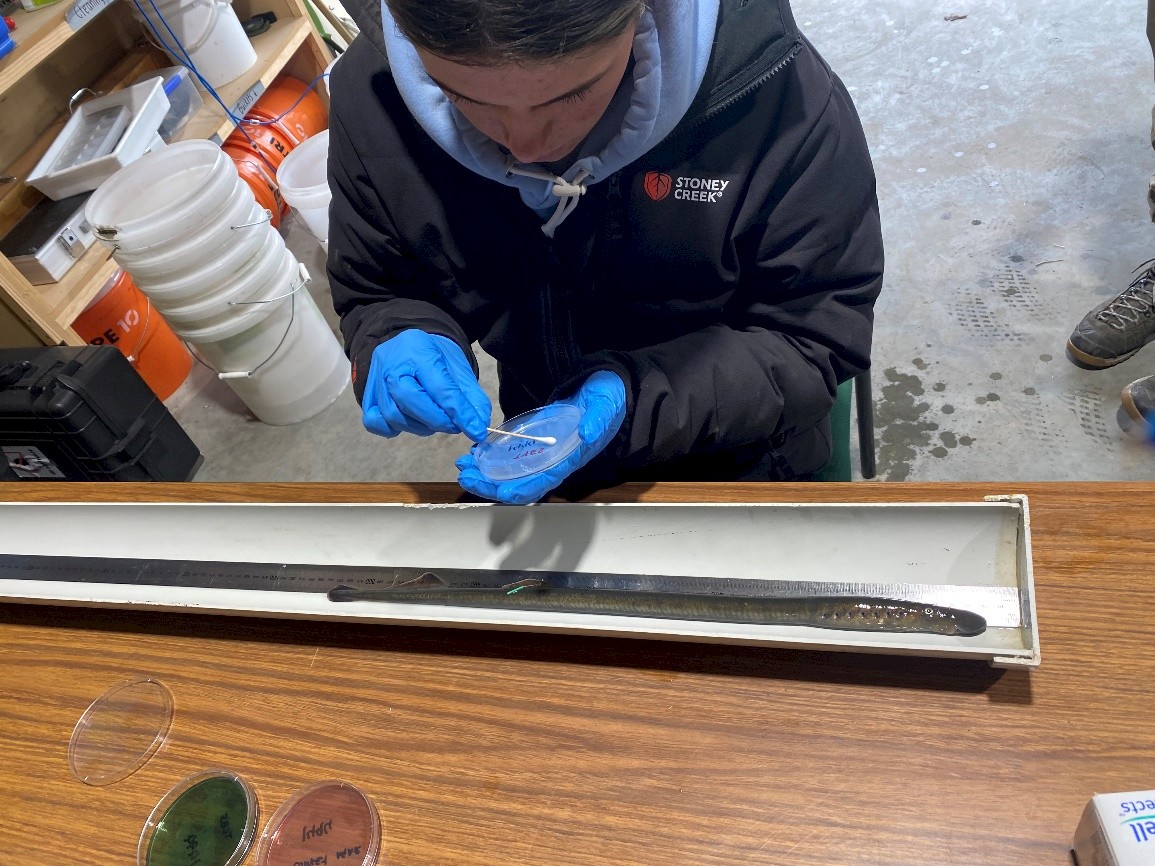 Luka Finn and Hannah Thorburn from the Hokonui Rūnanga taking data and samples from kanakana. Photos by Hokonui Rūnanga.