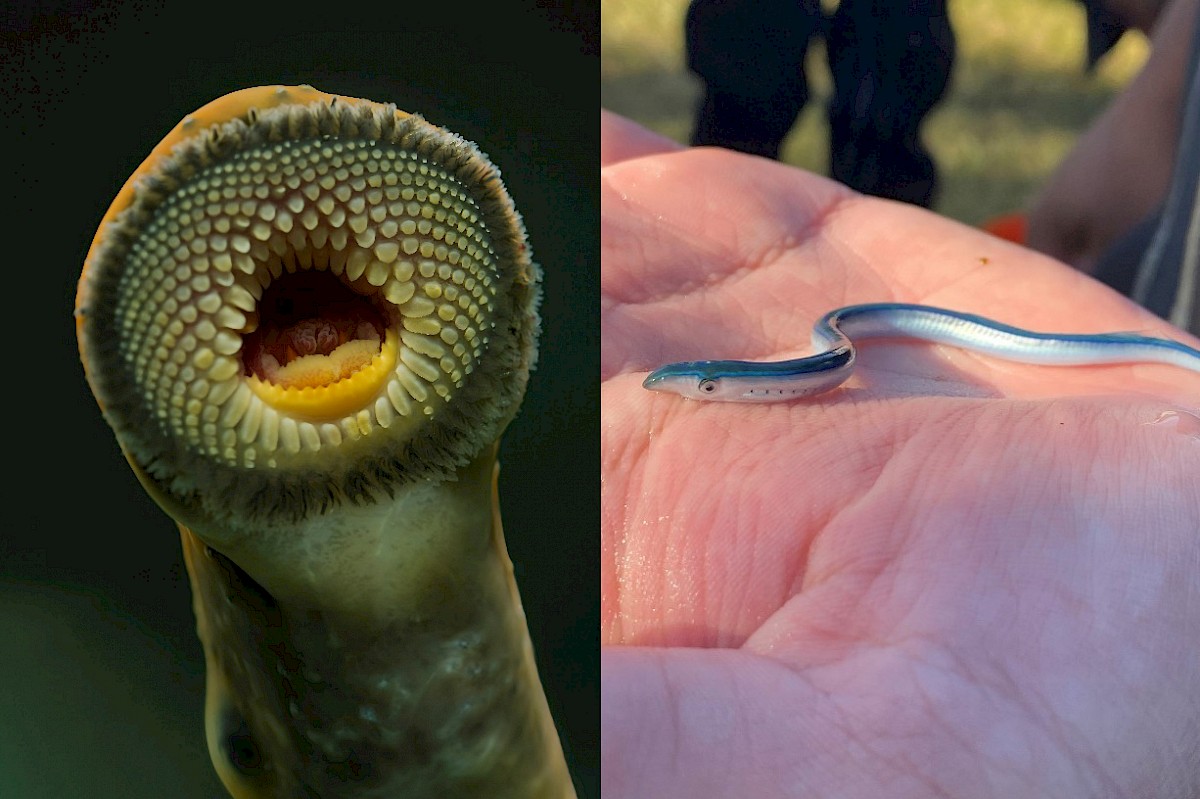 Left: adult kanakana. Photo by Angus MacIntosh. Right: juvenile kanakana (amocete). Photo by Hokonui Rūnanga.