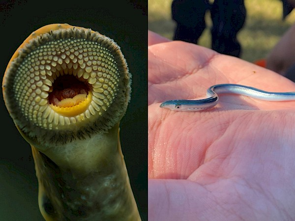 Left: adult kanakana. Photo by Angus MacIntosh. Right: juvenile kanakana (amocete). Photo by Hokonui Rūnanga.