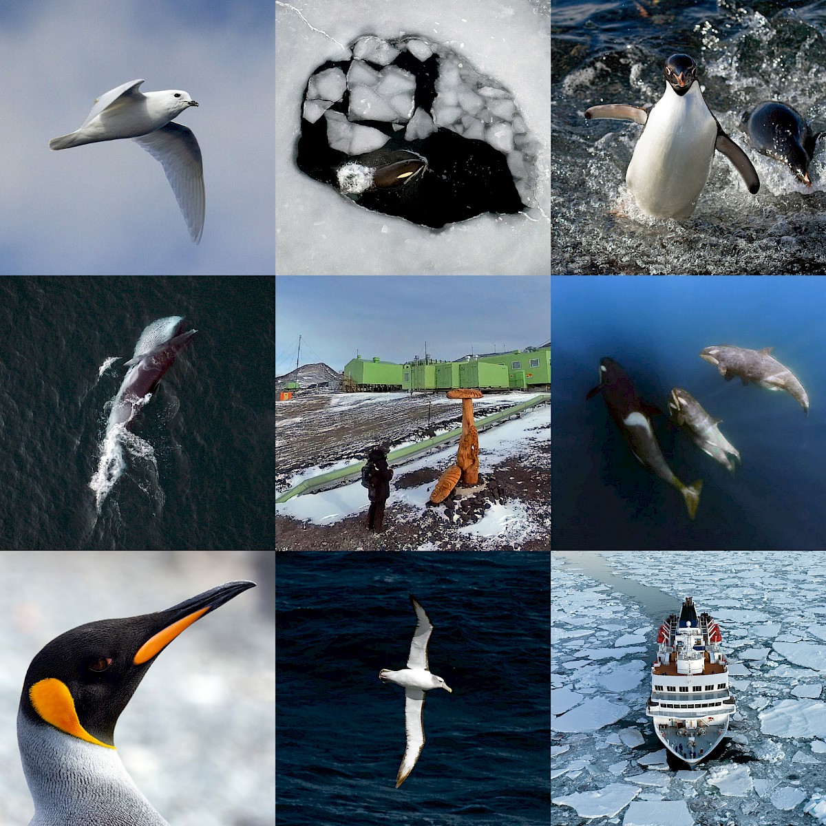 Our 2024 expeditions to the Ross Sea region in nine pictures. Top left clockwise: one of beautiful snow petrels that followed our ship (R. Eisert); Antarctic Type-C killer whales use a hole in the sea ice to breathe (C. Aitchison, Skyworks); Adélie penguins coming ashore at Cape Adare (R. Eisert); juvenile Antarctic killer whales (MKTT); our expedition vessel, the Heritage Adventurer, passing through the sea ice of McMurdo Sound (C. Aitchison, Skyworks); a great toroa (albatross; R. Eisert); portrait of a king penguin (R. Eisert); a pakake (minke whale) feeding on krill in the Ross Sea (C. Aitchison, Skyworks); centre: Rewi Davis paying his respects to the Pou Whenua during a visit to Scott Base, New Zealand’s Antarctic base in the Ross Sea (R. Eisert).